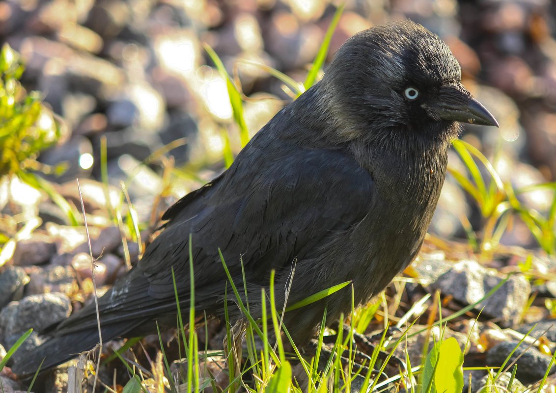 Хохлатая Галка