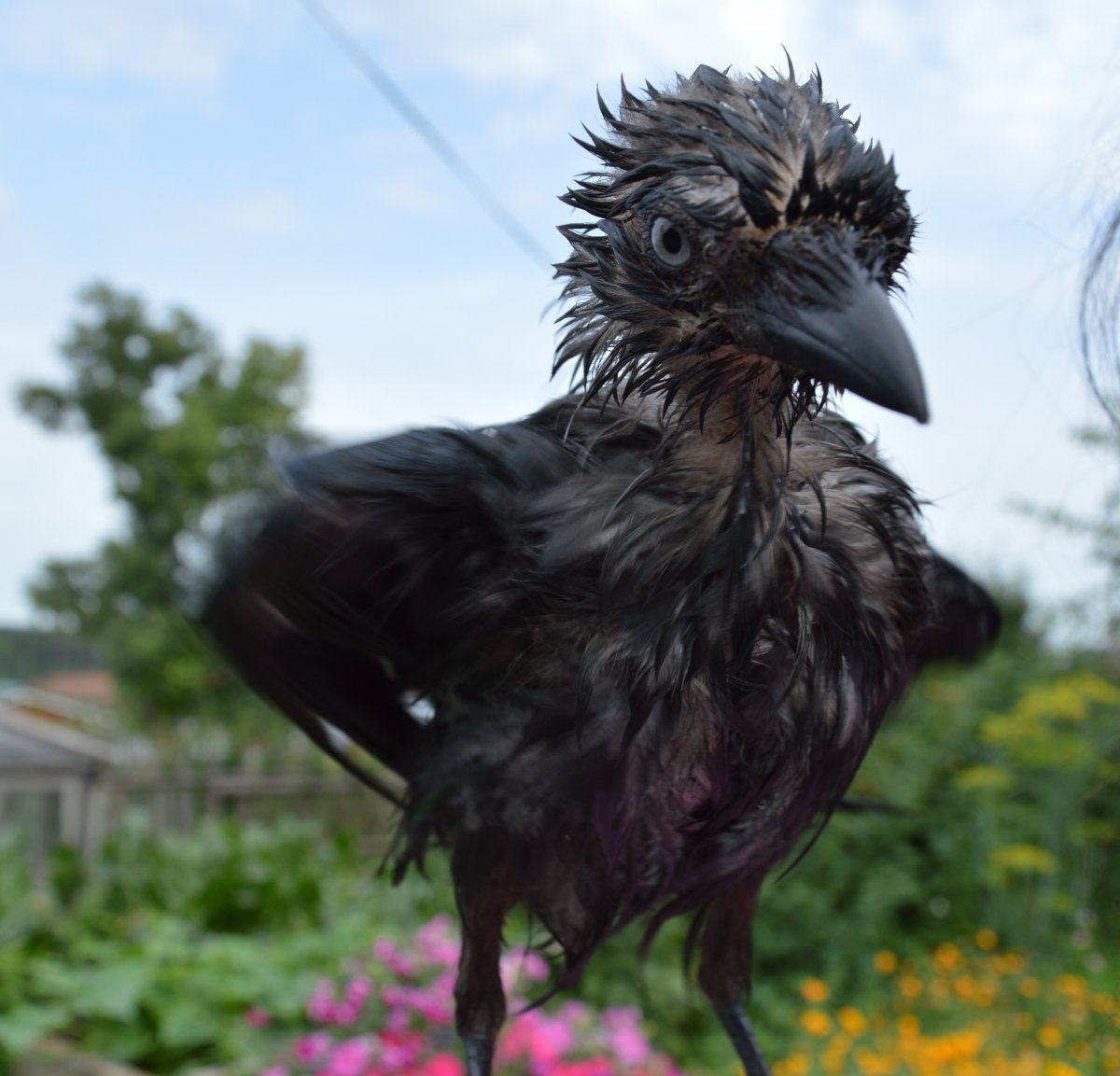 Галка с галчатами