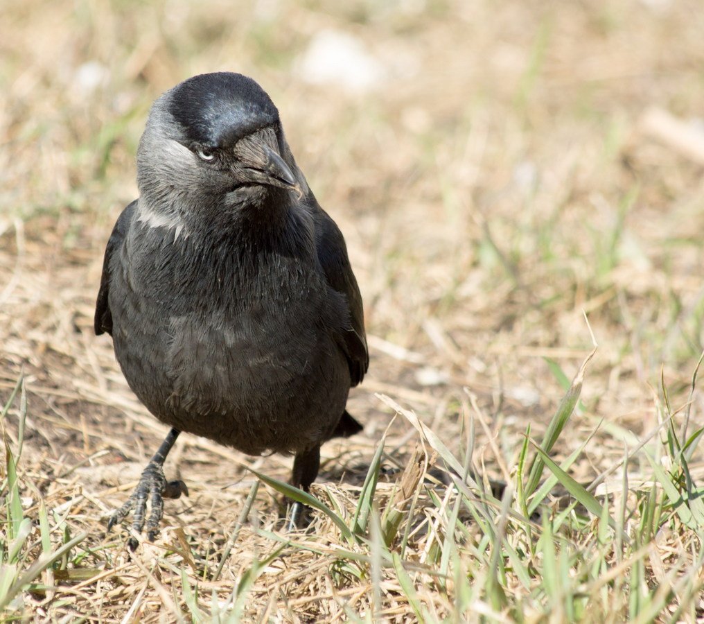 Галка вид спереди