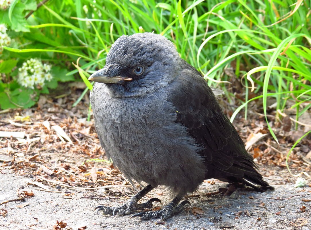 Галка с галчатами