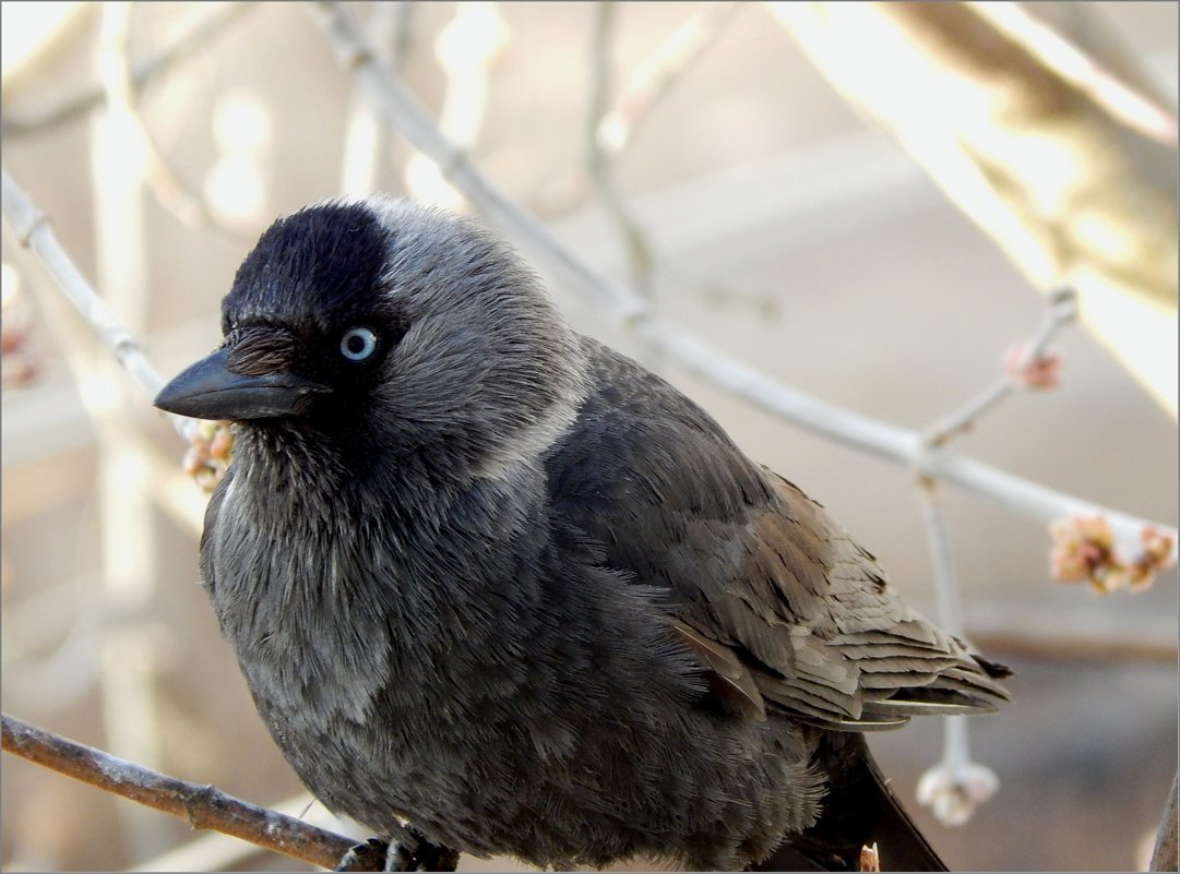 Галка птица птенец