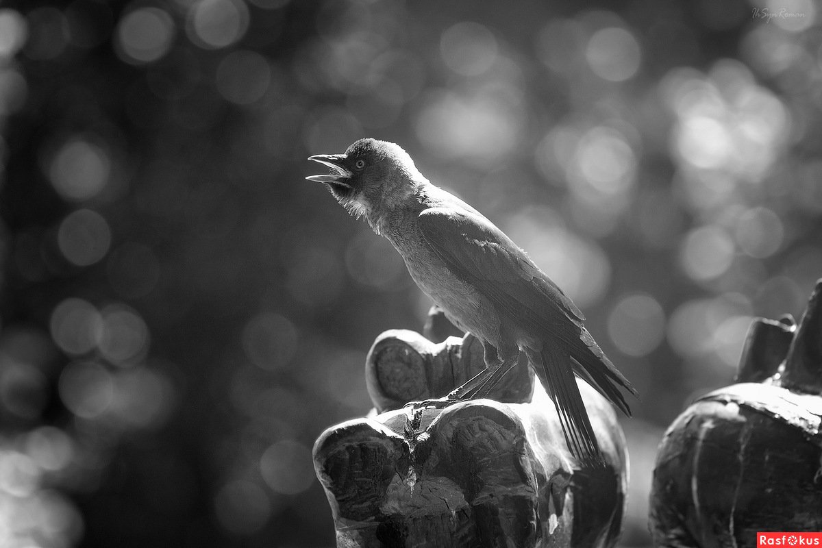 Голубая ворона