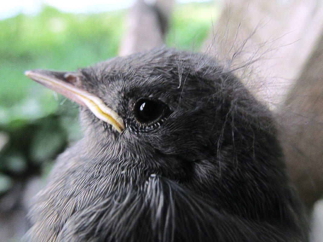 Вороненок птенец