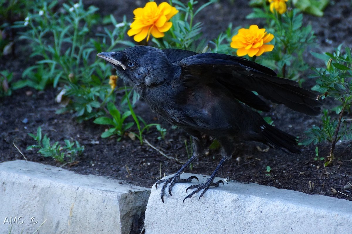 Маленький Галчонок