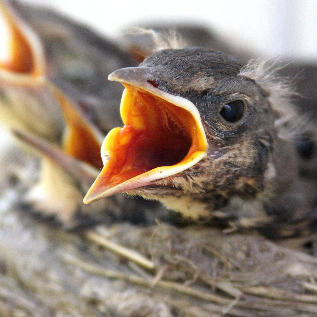 Недельный птенец галки