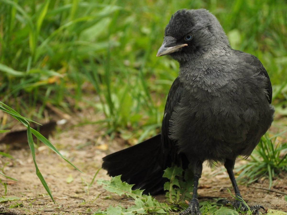 Птенец галки