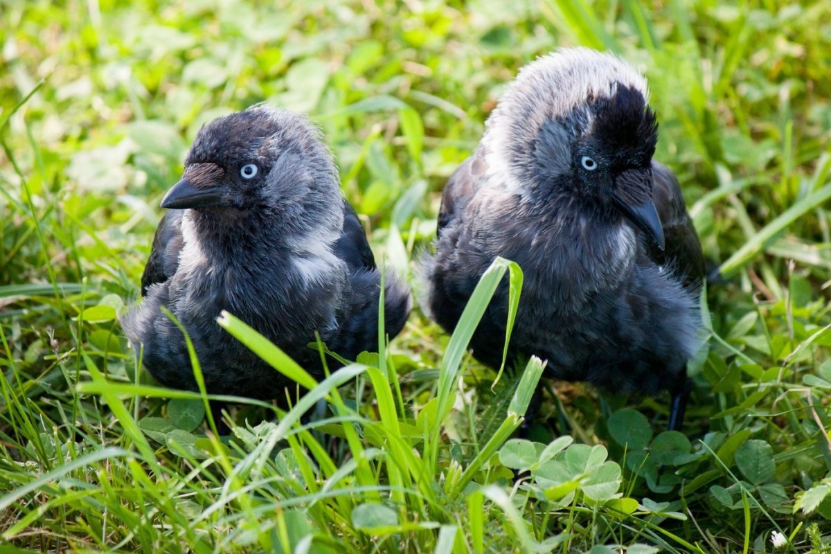 Галчонок фото птенец