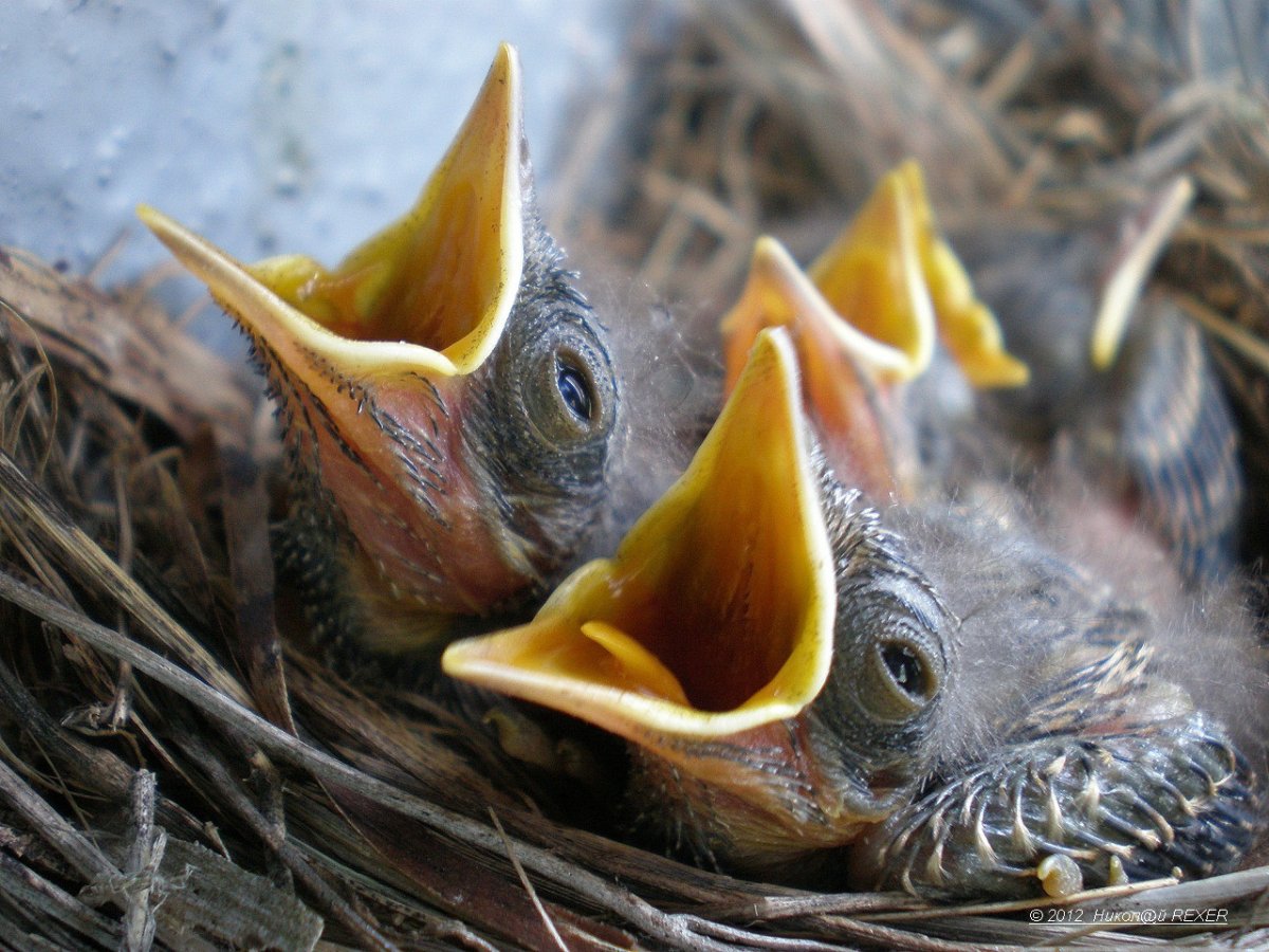 Стриж птенец желторотик
