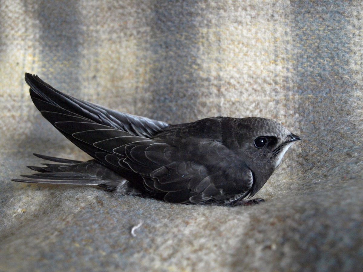 Грачонок птенец