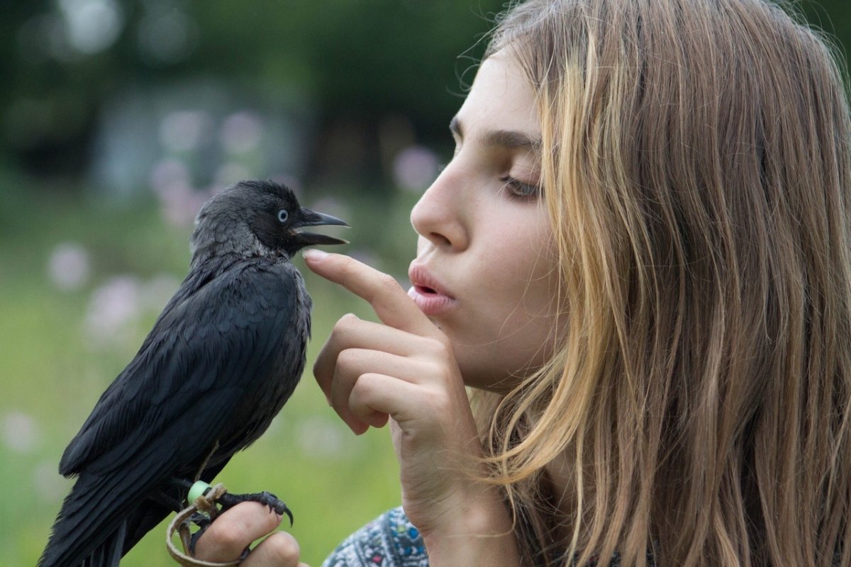 Птицы п кругу