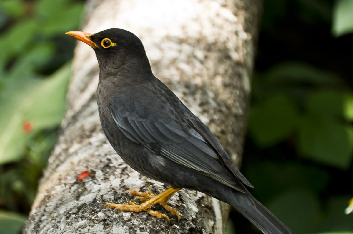 Фотоохота Галка в городе