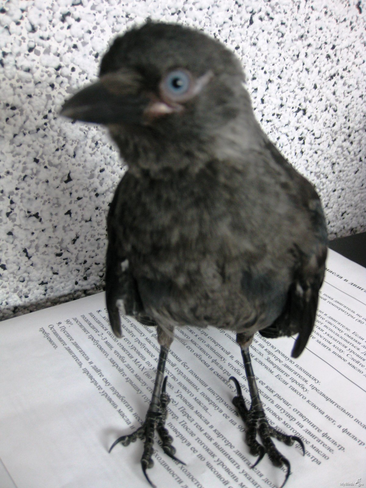 Грачонок грачата Грач однокоренные