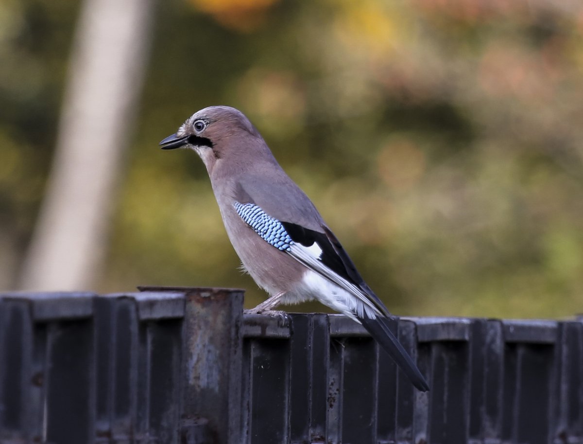 Птенец ворона