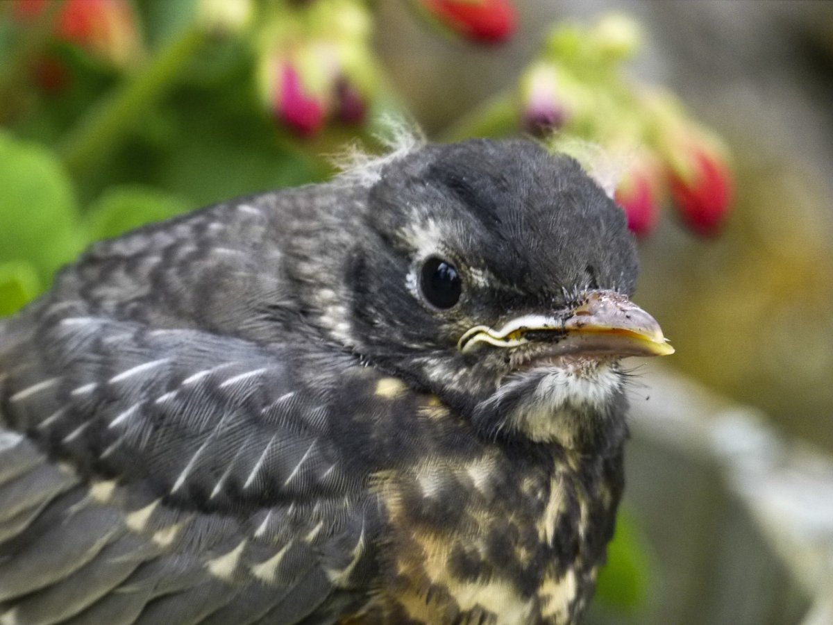 Сорока обыкновенная птенец