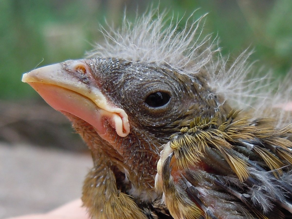 Ворон на траве