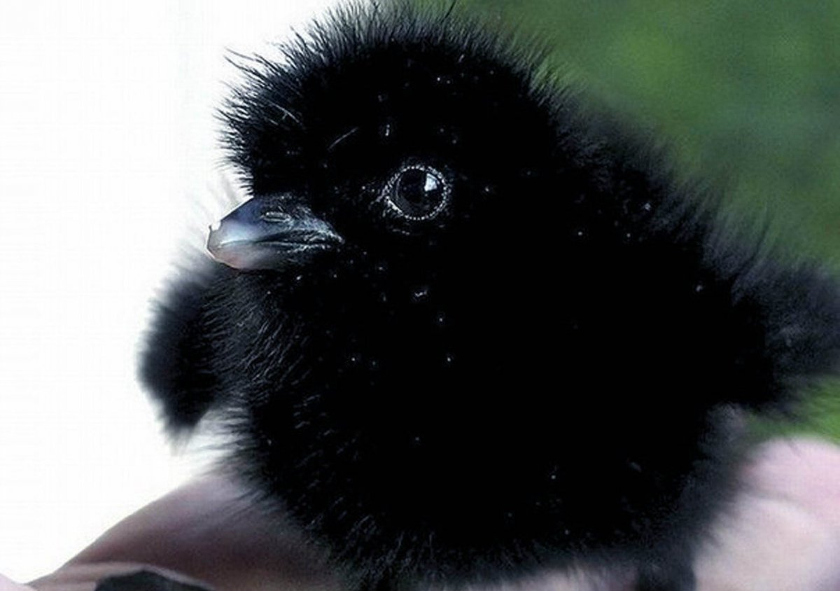 Воронёнок (птенец во́рона)