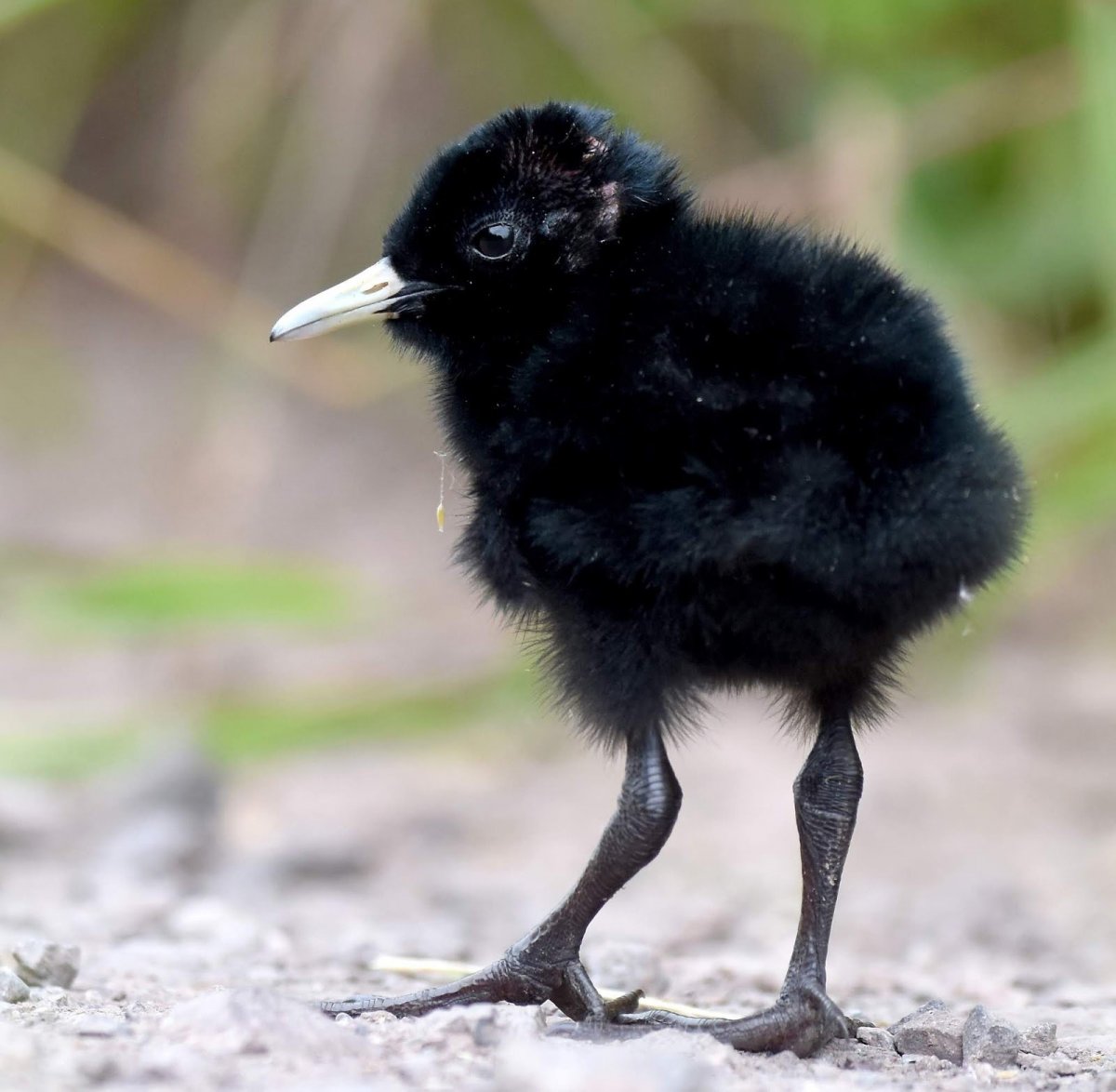 Воронята птенцы ворона