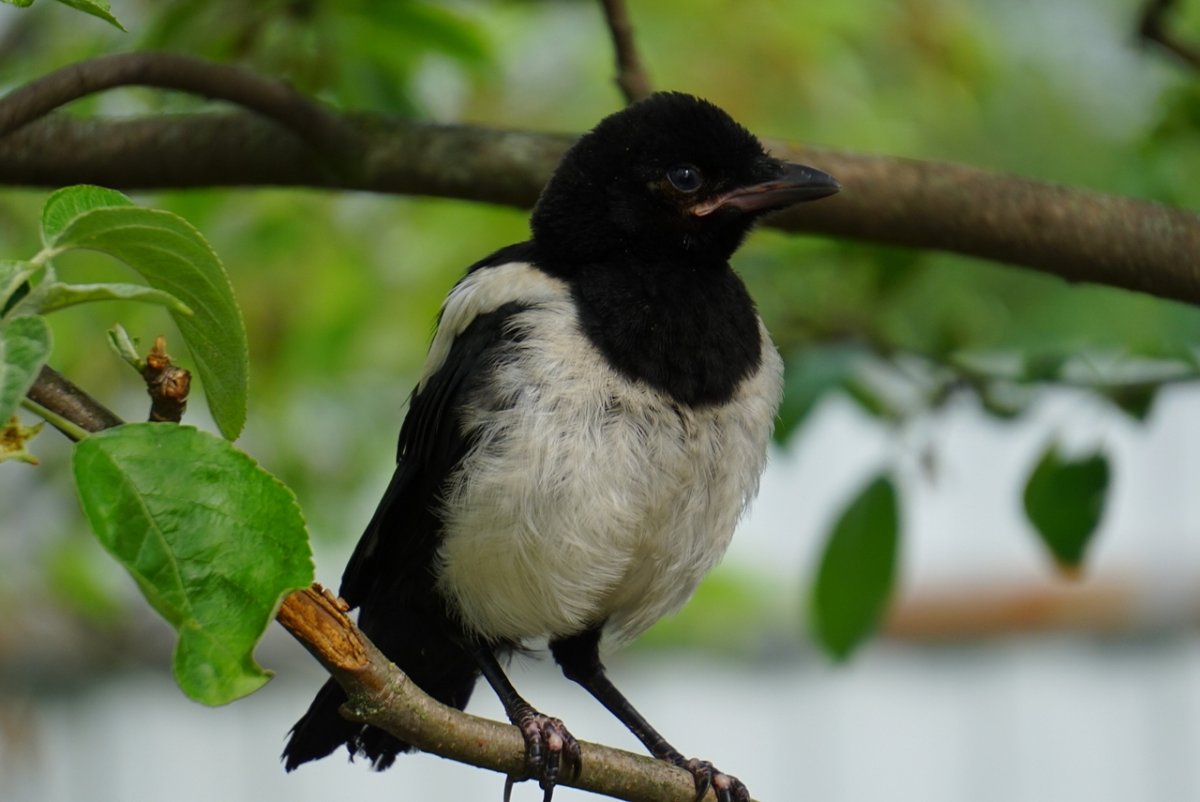 Воронёнок (птенец во́рона)