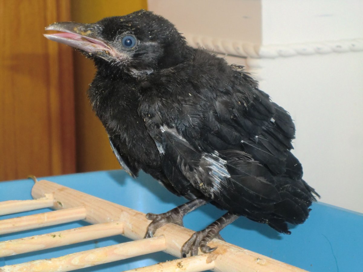 Галчонок фото