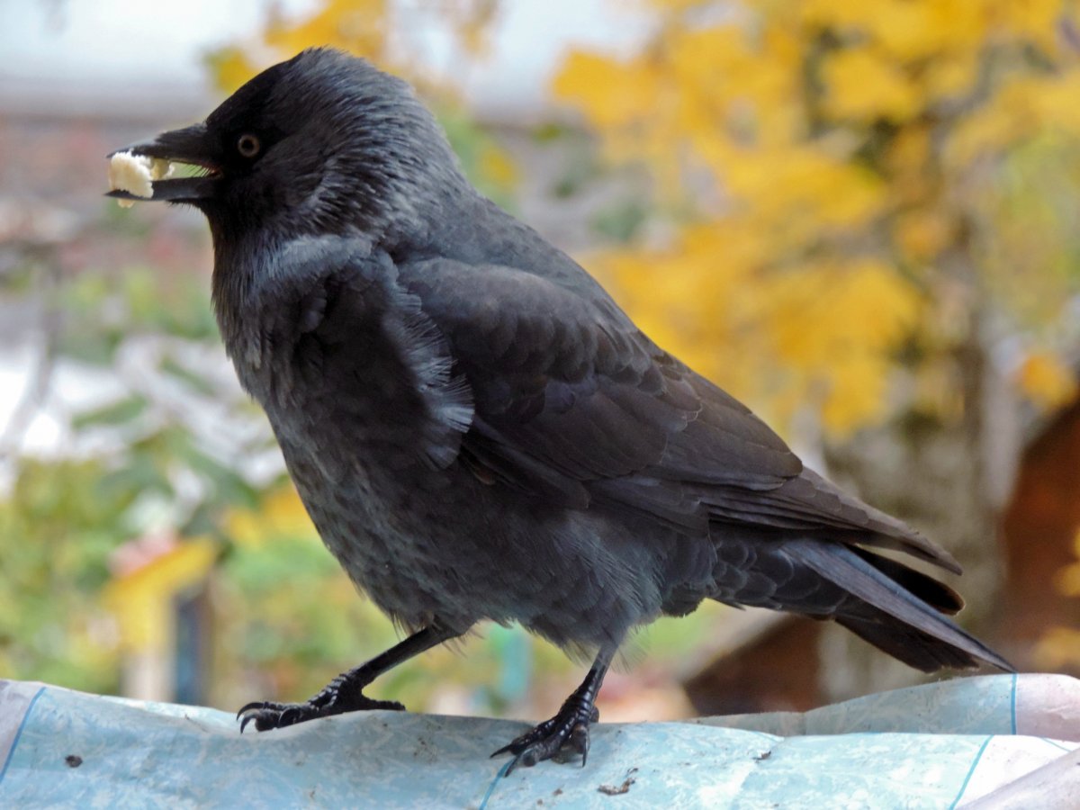 Галка (птица) гнездование