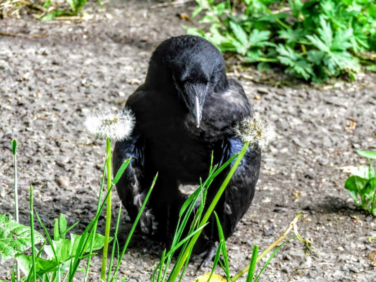 Птенец Грача фото