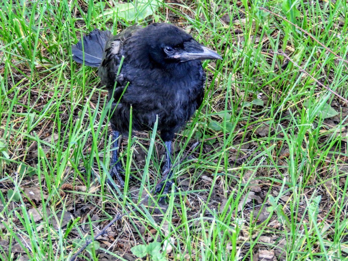 Птичка на жердочке