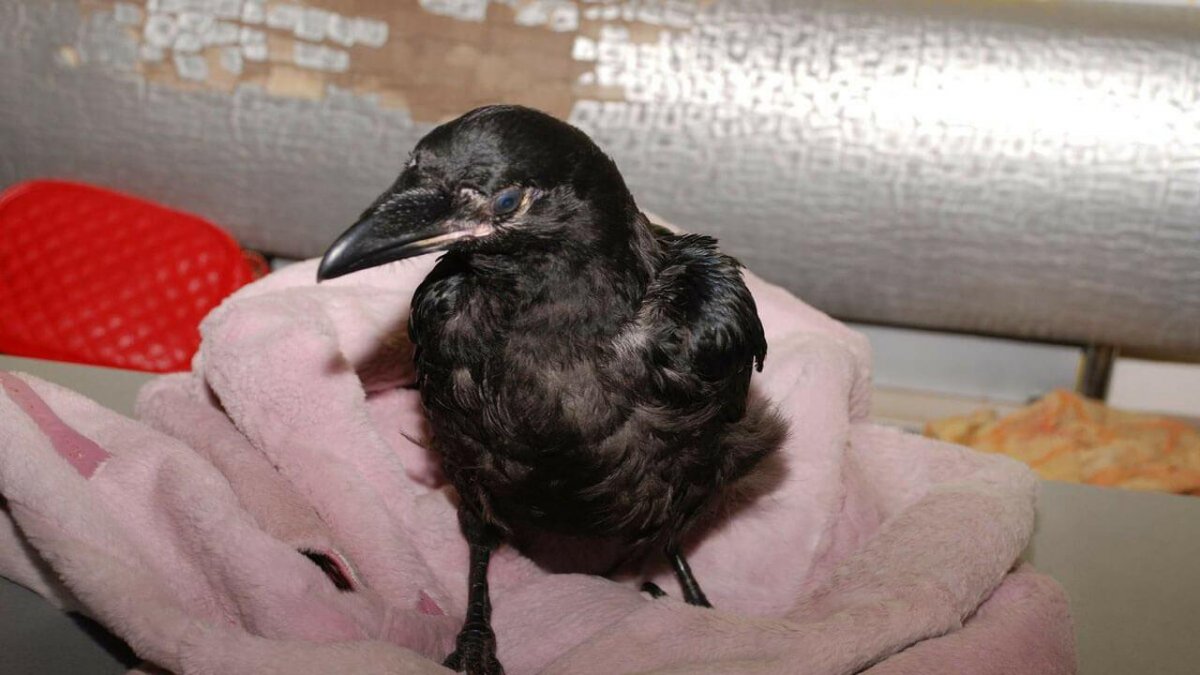 Черная птица