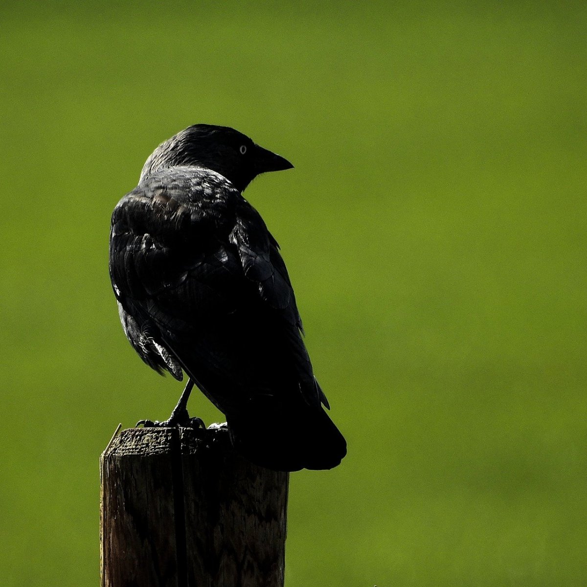 Птенец с открытым клювом