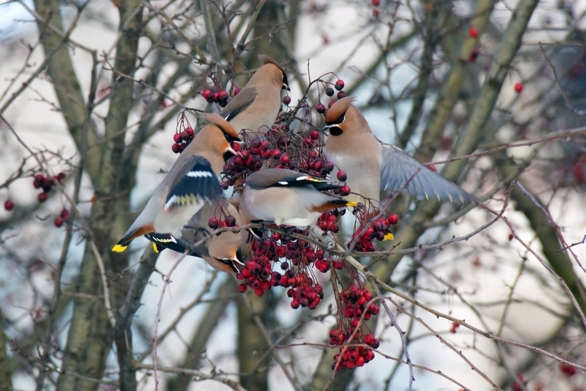 Свиристель птица