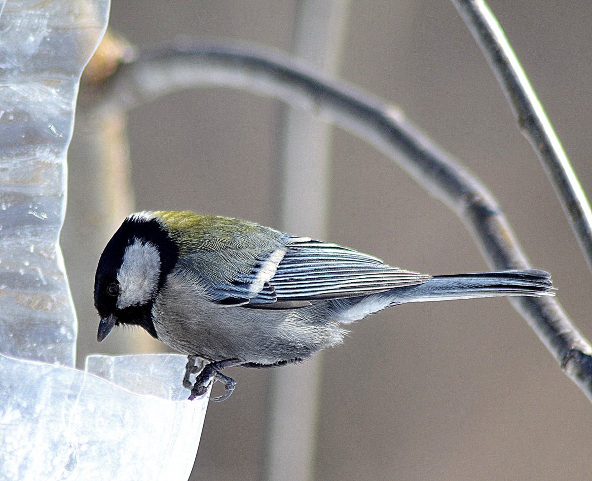 Дрозд свиристель Крымский