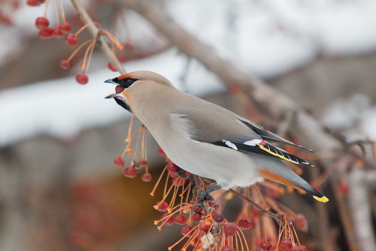 Клест свиристель