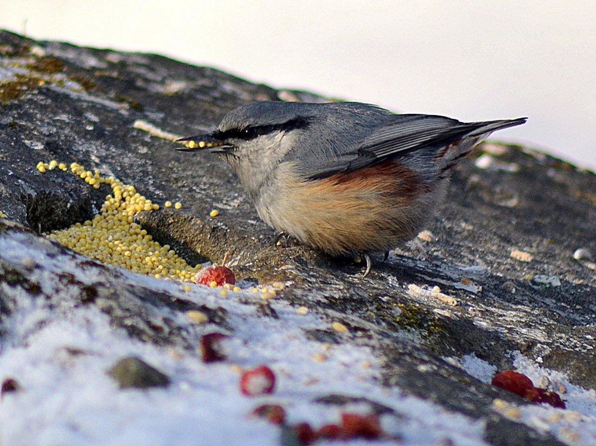 Дрозд свиристель Крымский
