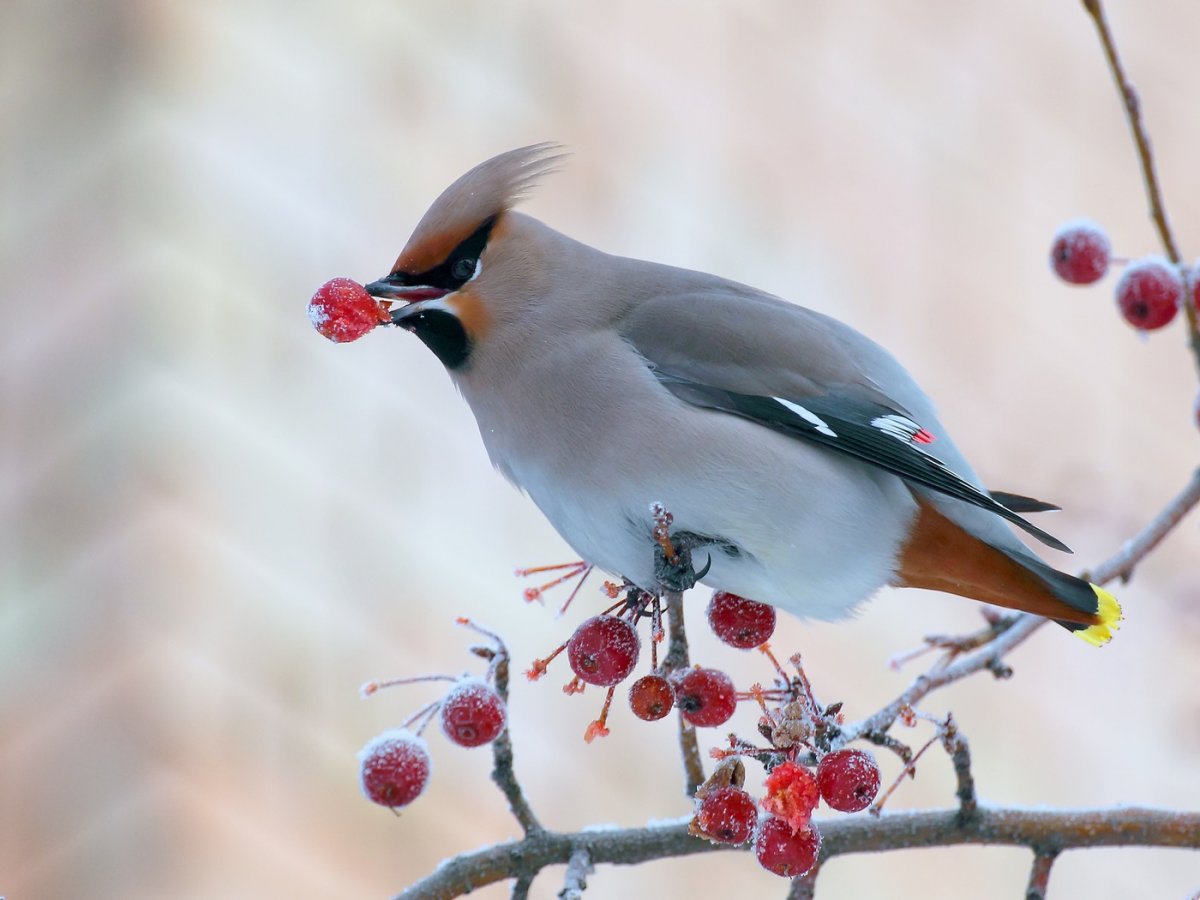 Лесные птицы Приморского края