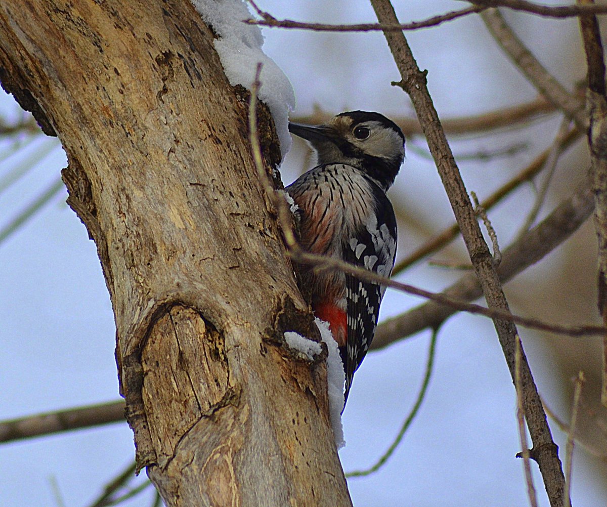 Синий каменный Дрозд Приморский край