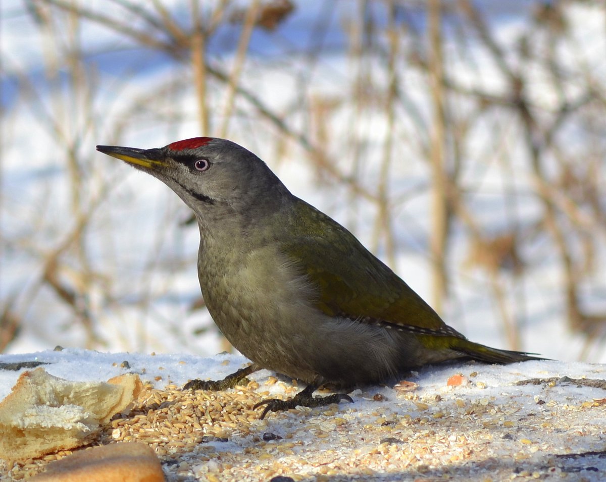 Сойка птица птицы Подмосковья зимой