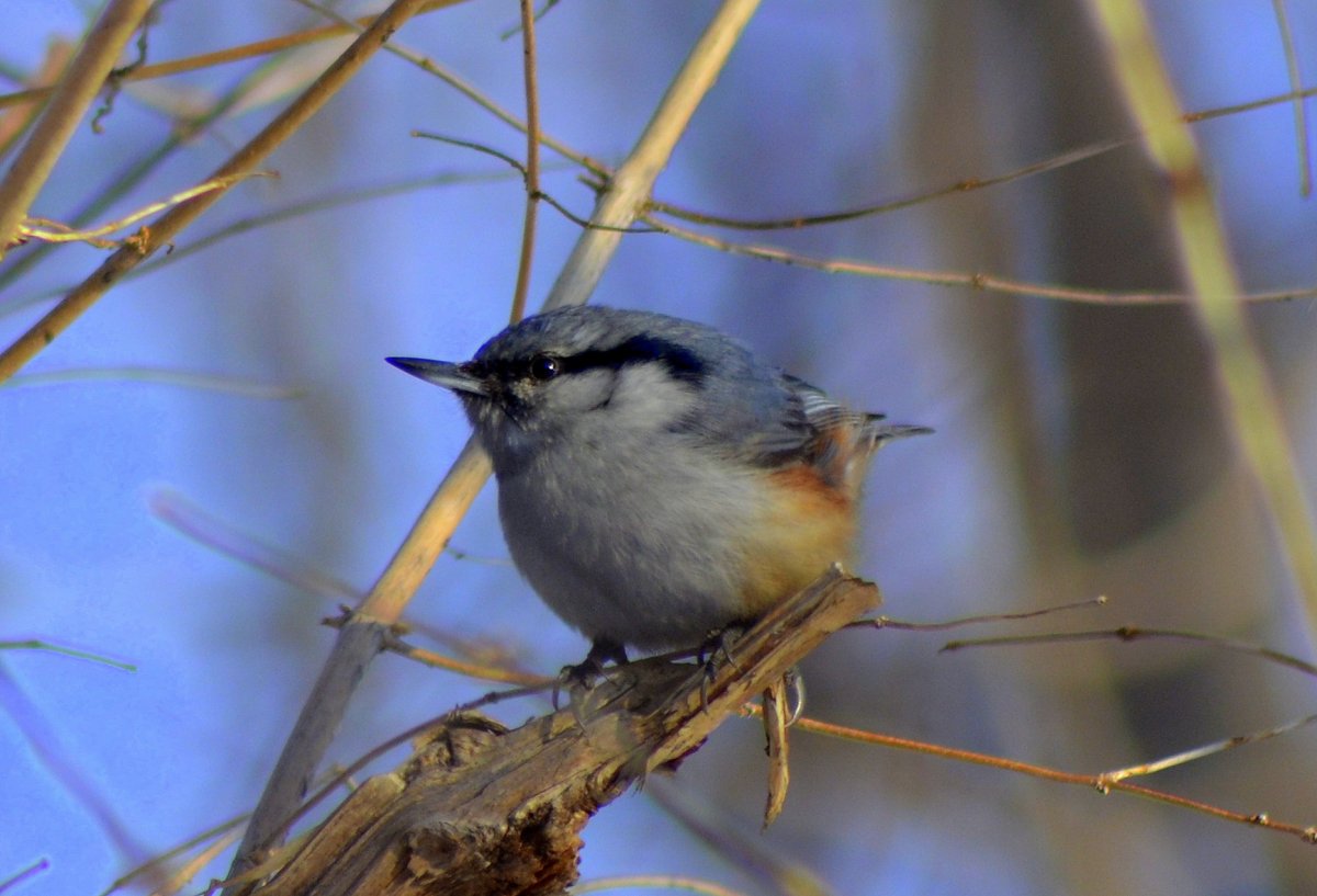 Птицы дальнего Востока свиристель
