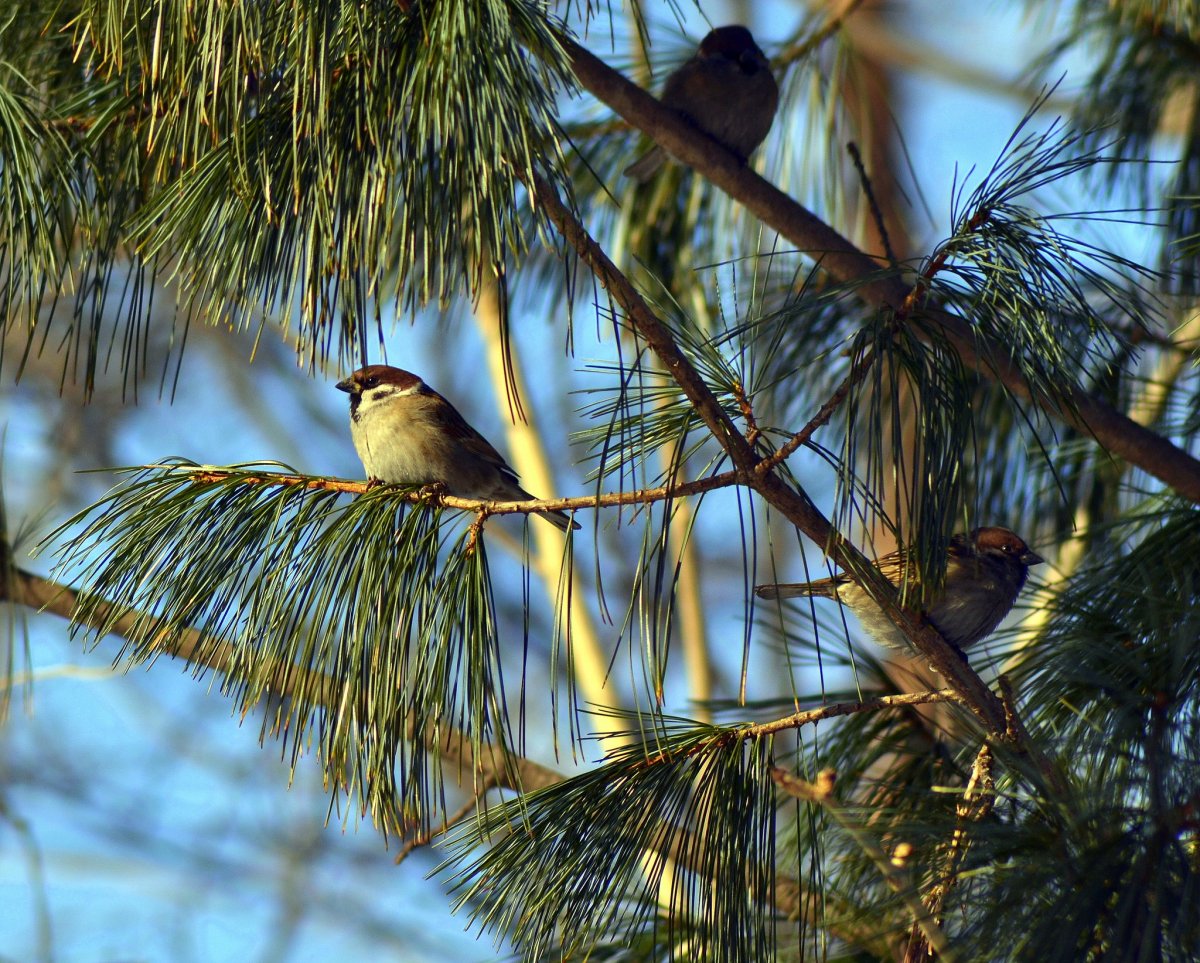 Большой черноголовый Дубонос