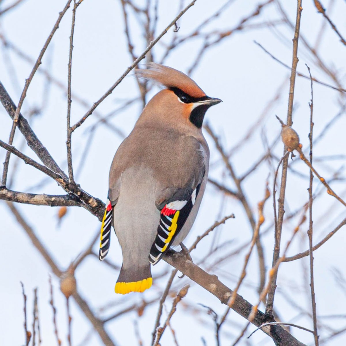 Зимние птички свиристель