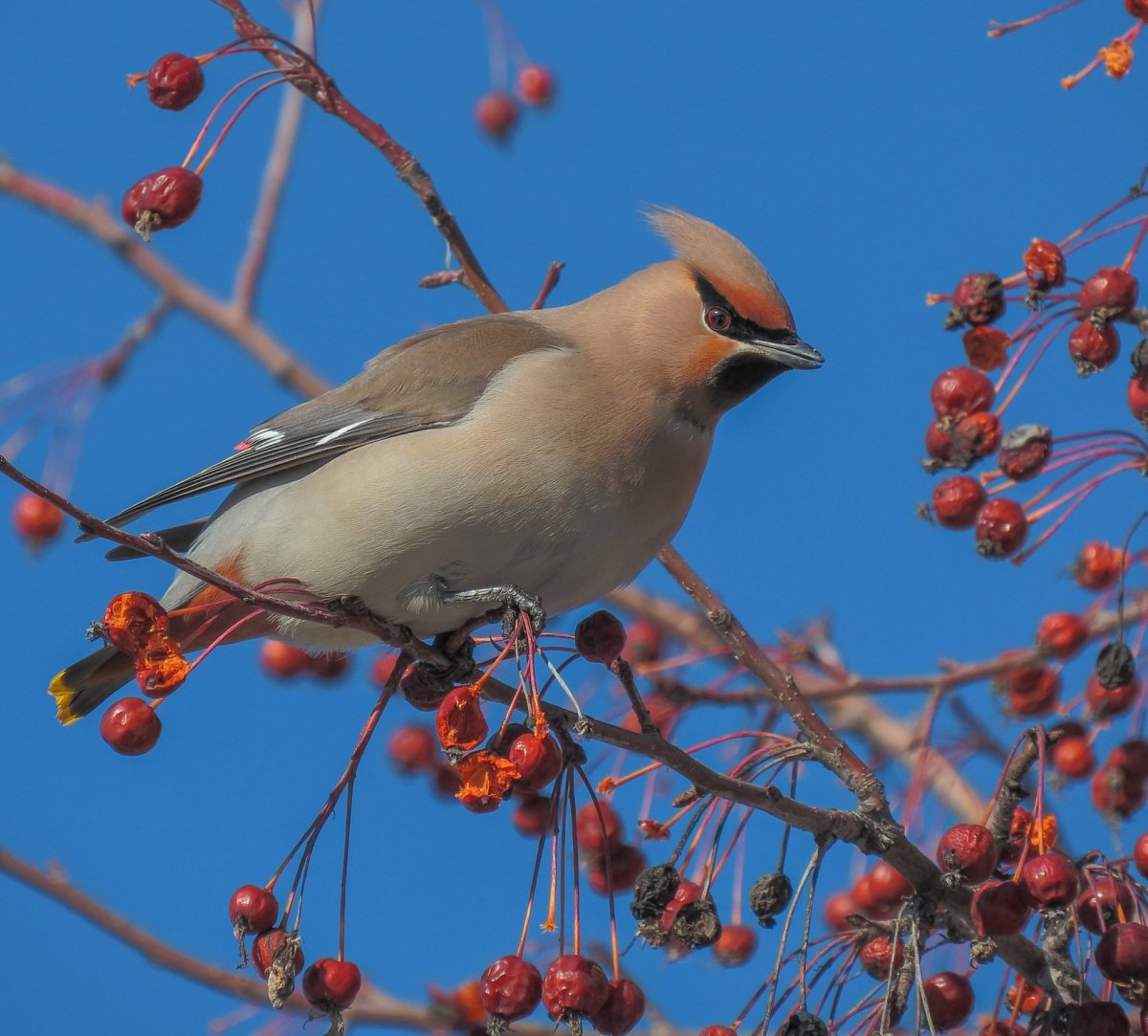 Свиристель Удмуртия