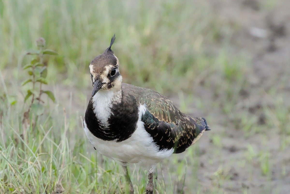 Птицы Забайкалья зимой