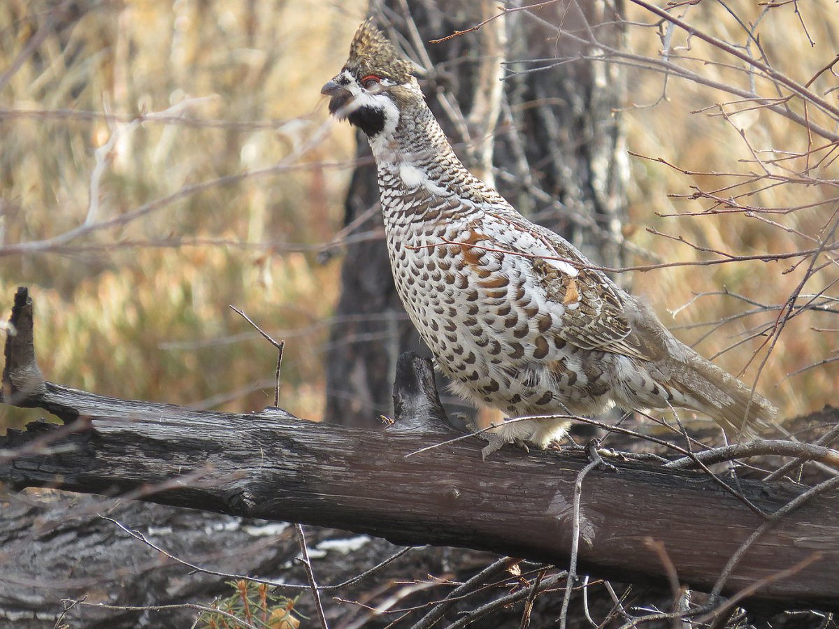 Большие синие птицы Забайкалья