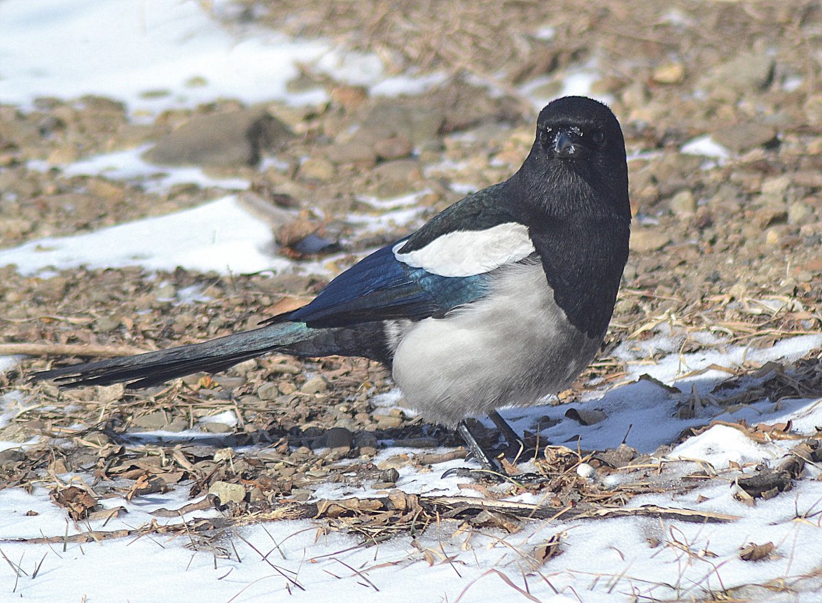 Птицы Забайкалья горихвостка