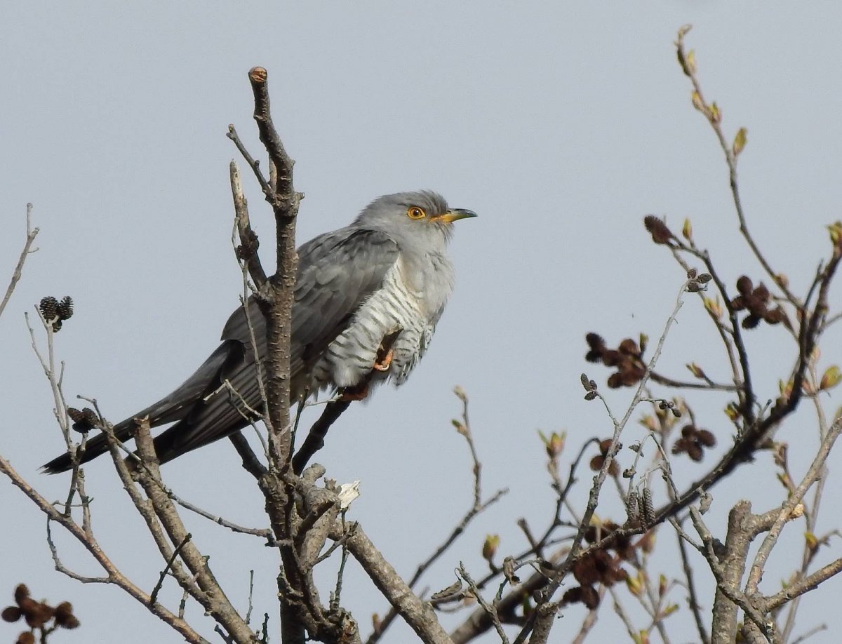 Птички Забайкальского края