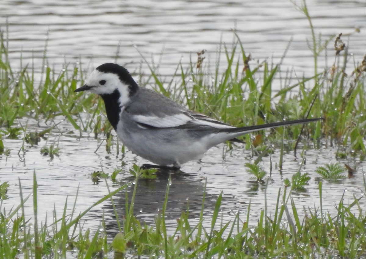 Каменка птица полёт