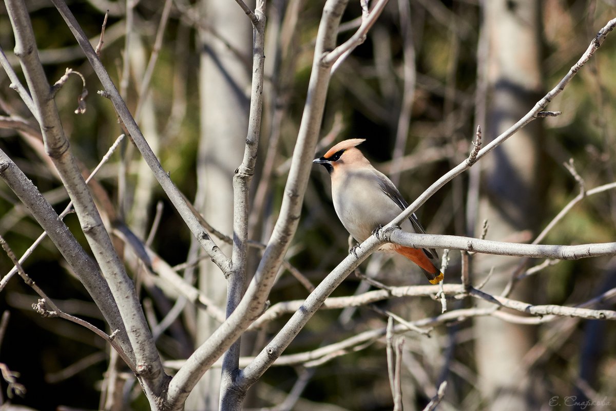 Весенние птички Забайкалья
