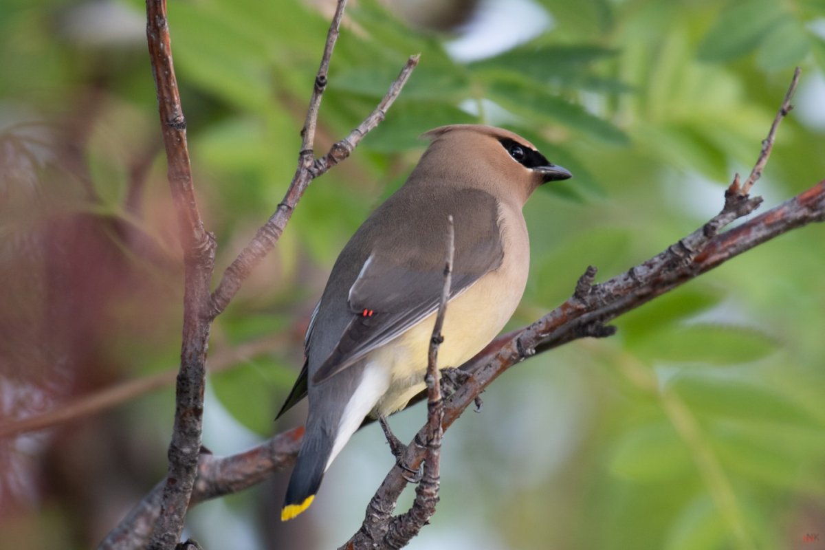 Забайкальские птицы Забайкалья