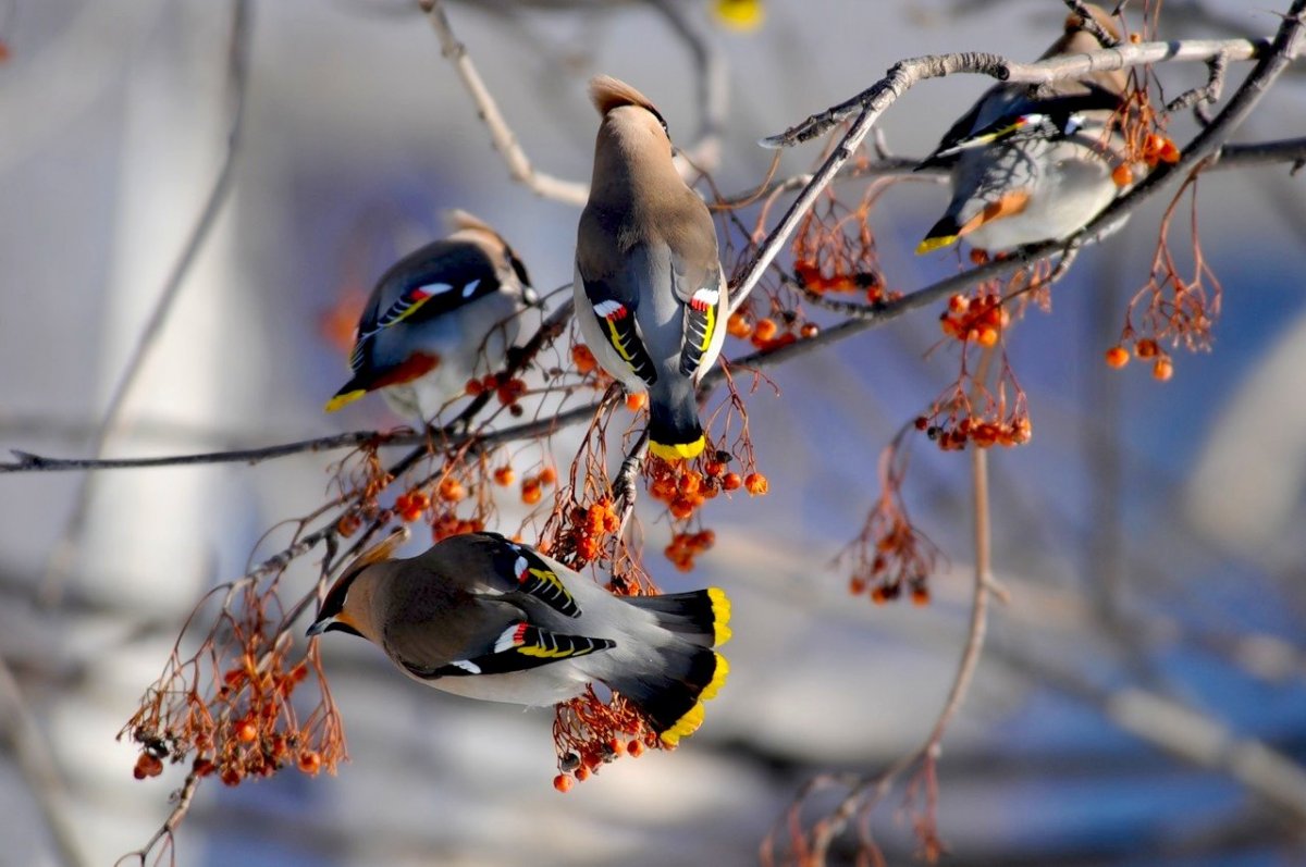 Жаворонок в Забайкалье
