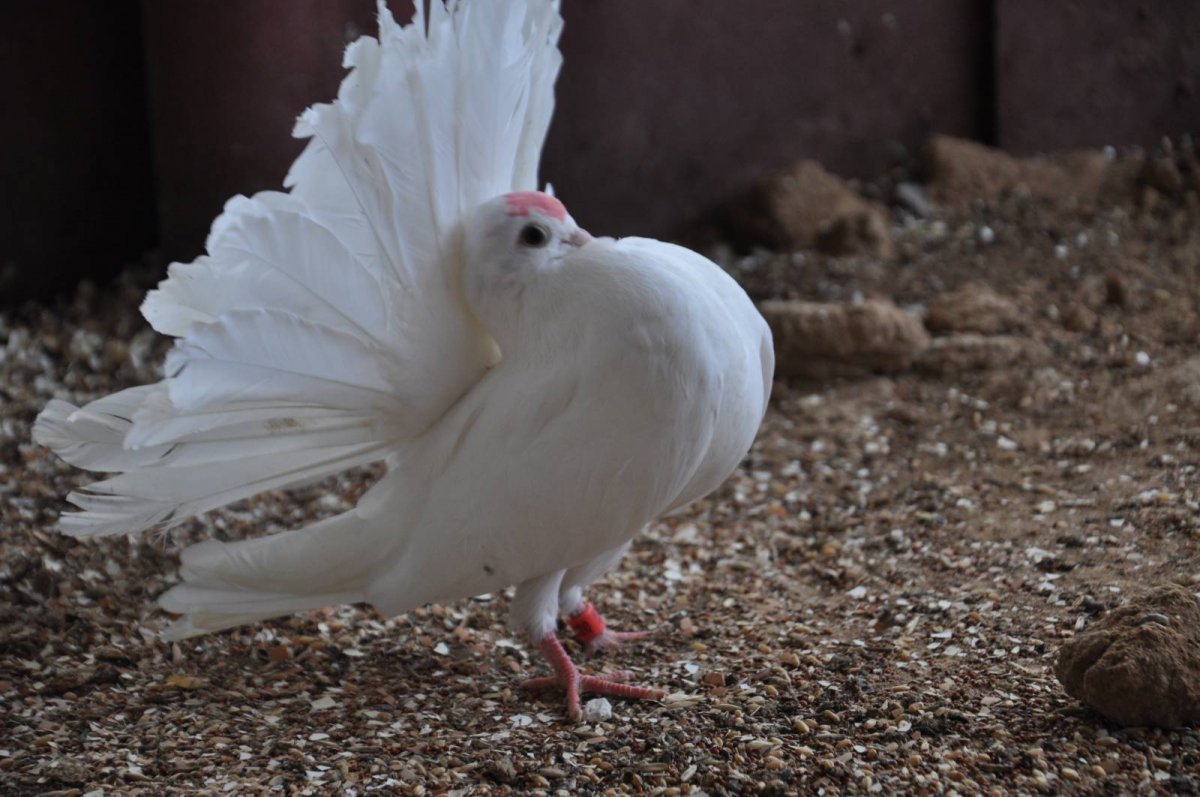 Голубь Павлин Чернохвостый