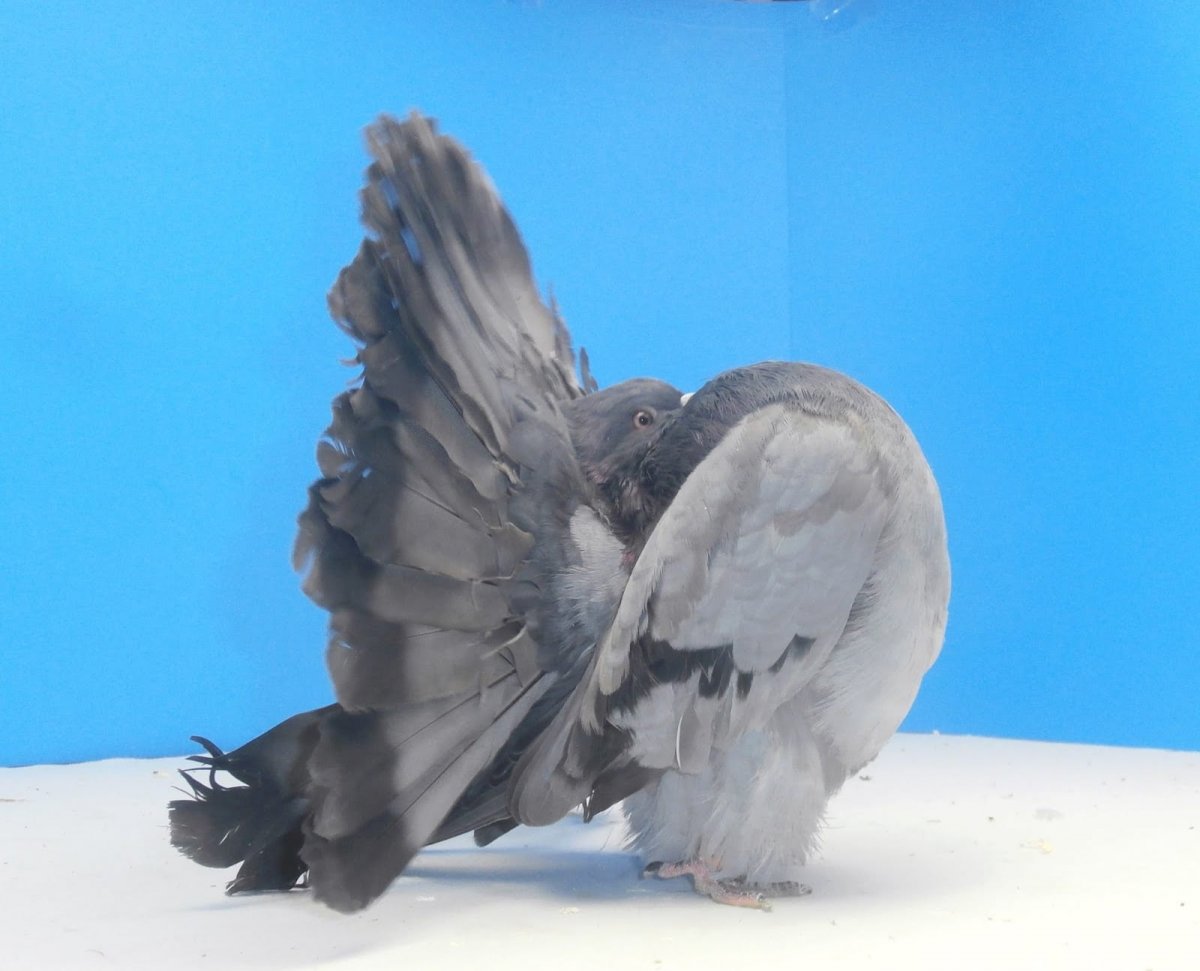 Королевский Павлин голубь