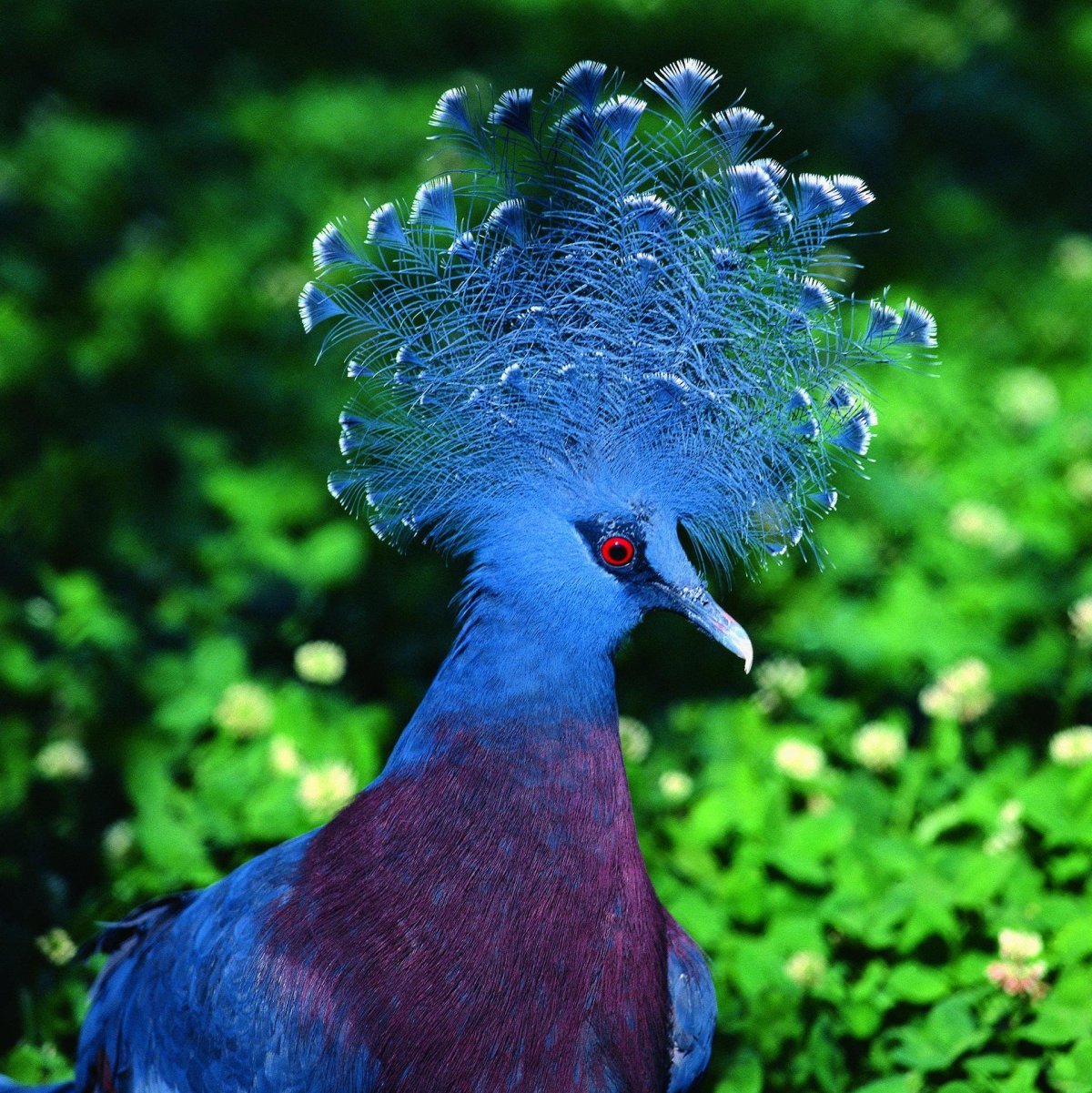 Victoria crowned Pigeon
